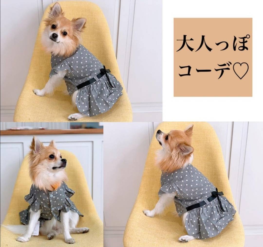 犬服販売