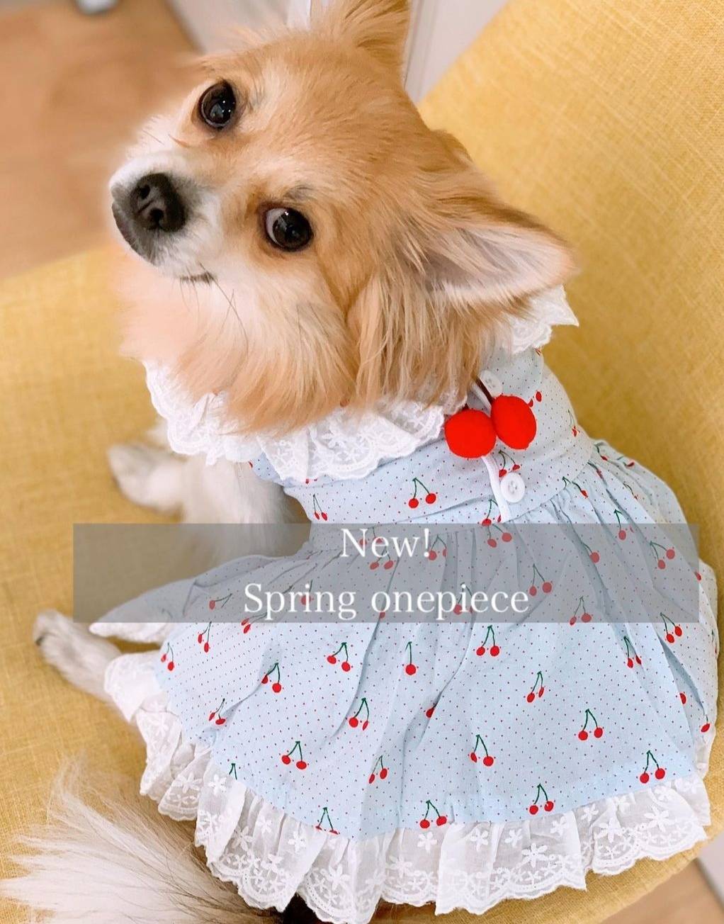 犬服販売