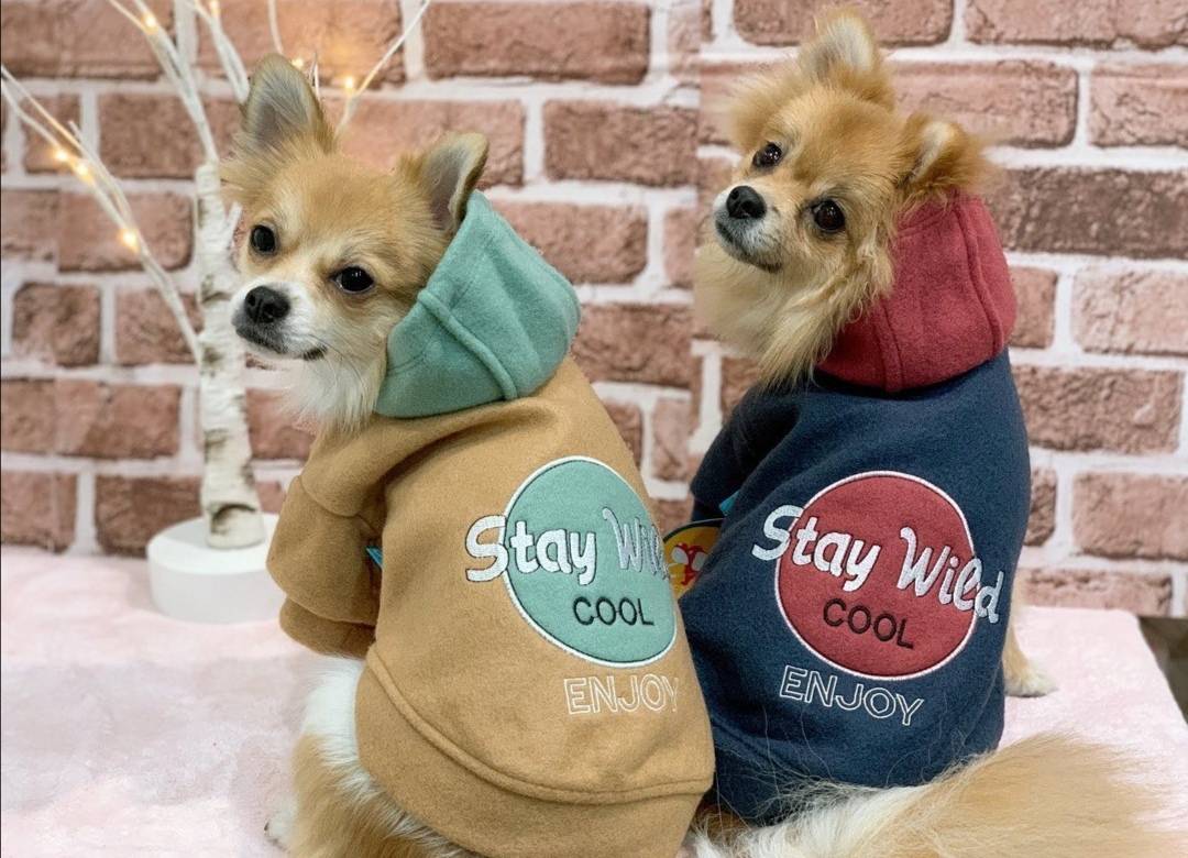 犬服販売